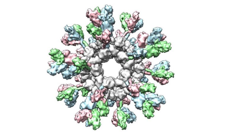 Filovirus Detection by Immune System Improved by Nanoparticle Vaccine