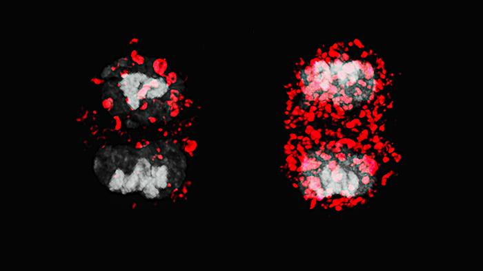 Autophagy-Driven Mitochondrial Inheritance Shapes CD8+ T Cell Fate, Division