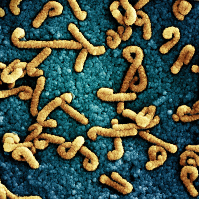 Marburg outbreak reported in Uganda complicates ongoing Ebola response